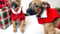 Furry festivities: Here's where you can adopt a pet free of fees this December