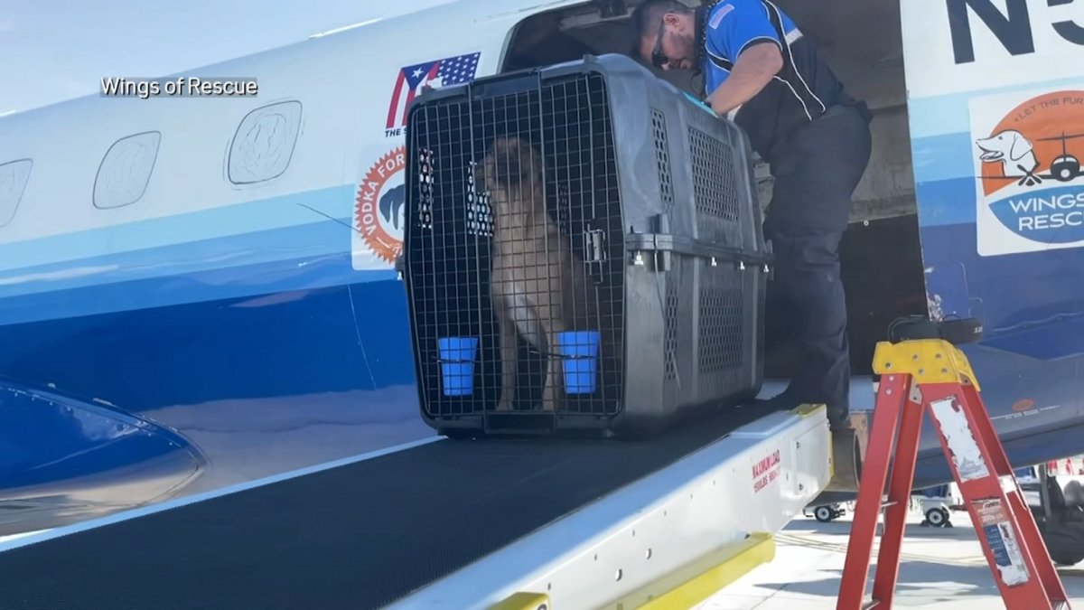 芝加哥动物收容所从加勒比岛救援了79只狗和猫