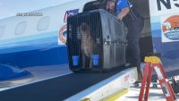 Refugio para animales de Chicago rescata a 79 perros y gatos de isla caribeña