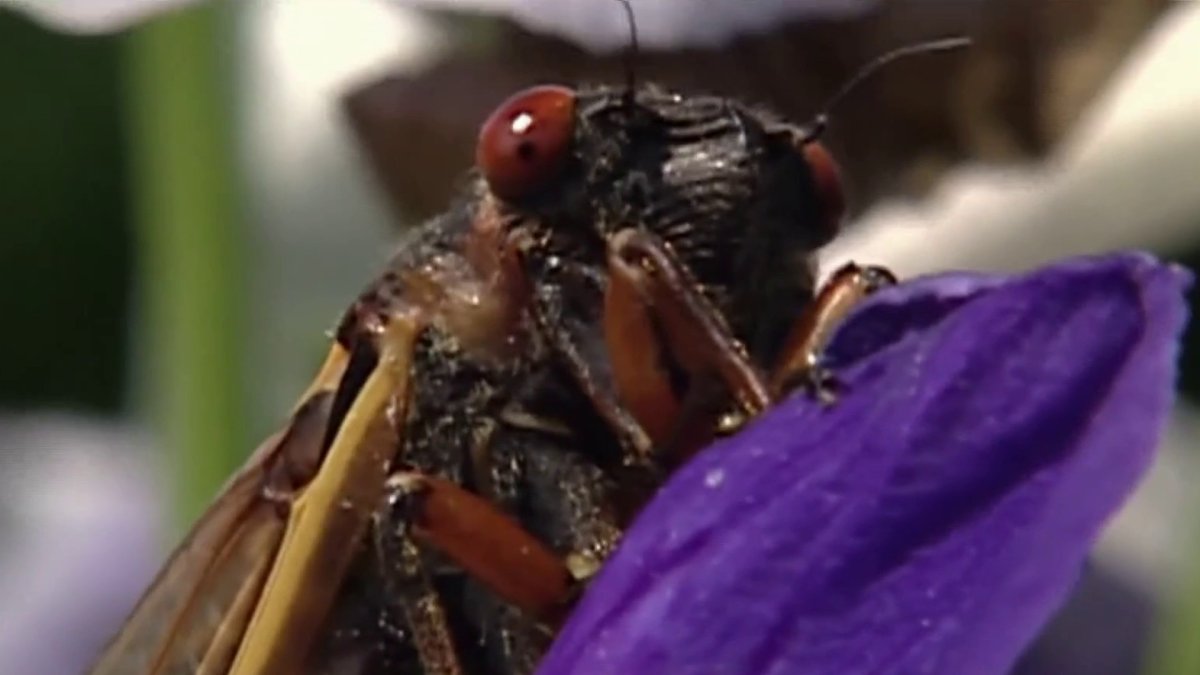 2024 marks the year of the massive Midwest cicada brood NBC Chicago