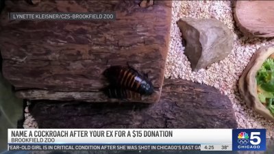 Honor your ex this Valentine's Day by naming a cockroach after them at the Brookfield Zoo