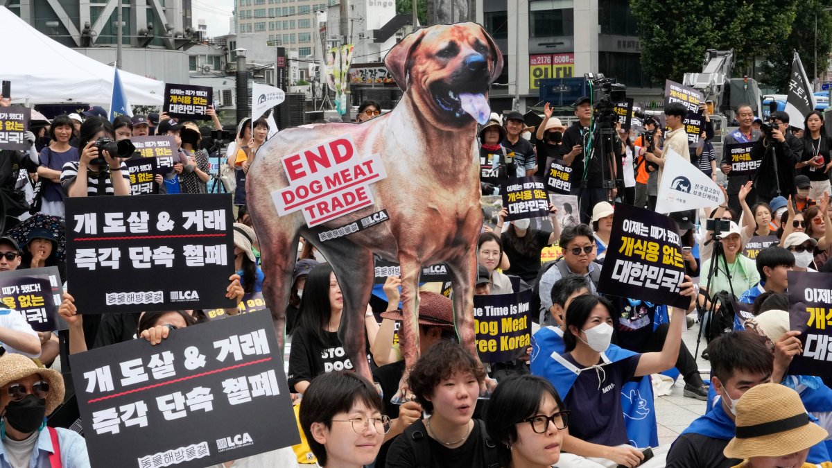 South Korea passes bill to ban production of dog meat – NBC Chicago - Vimarsana News