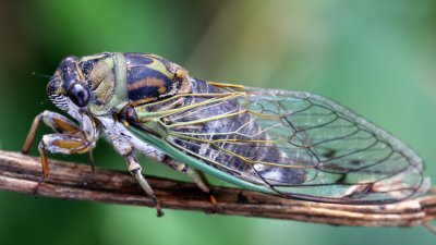 Lake Geneva's Cicadapalooza celebrates all things cicada