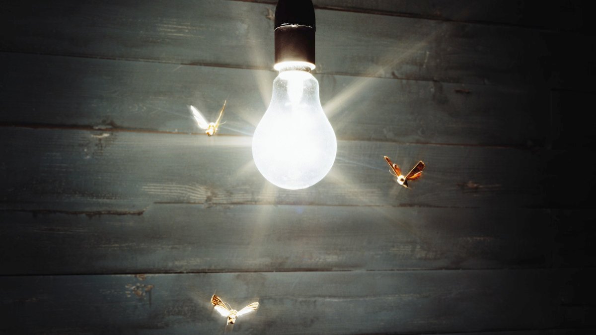 Why are insects attracted to lights? – NBC Chicago - Vimarsana News