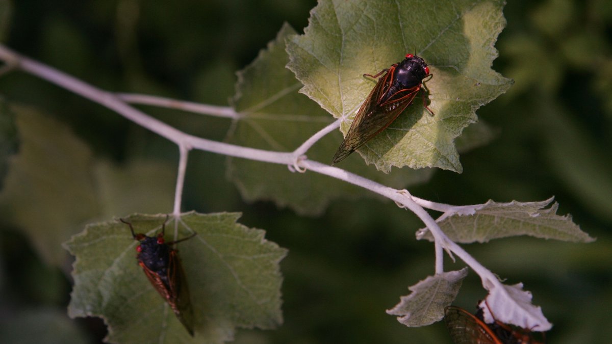 When will the massive cicada emergence hit Illinois in 2024? NBC Chicago