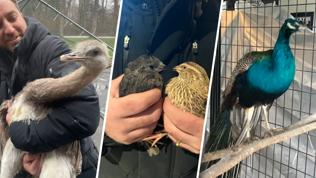Long Island animal hoarding: Ostrich, endangered salamander among 100 animals found at North Bellmore home – NBC Chicago - Vimarsana News