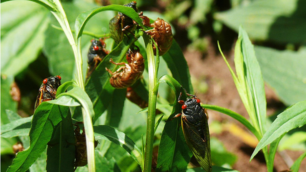 Illinois cicadas 2024 ‘Once in a lifetime’ cicada emergence expected