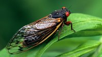 Have a seafood allergy? You might want to steer away from eating cicadas. Here's why