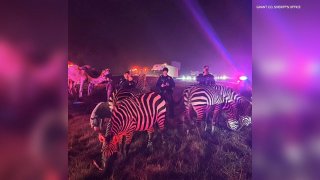 Deputies with the Grant County Sheriff’s Office in Indiana stand next to zebras rescued from a circus truck fire.