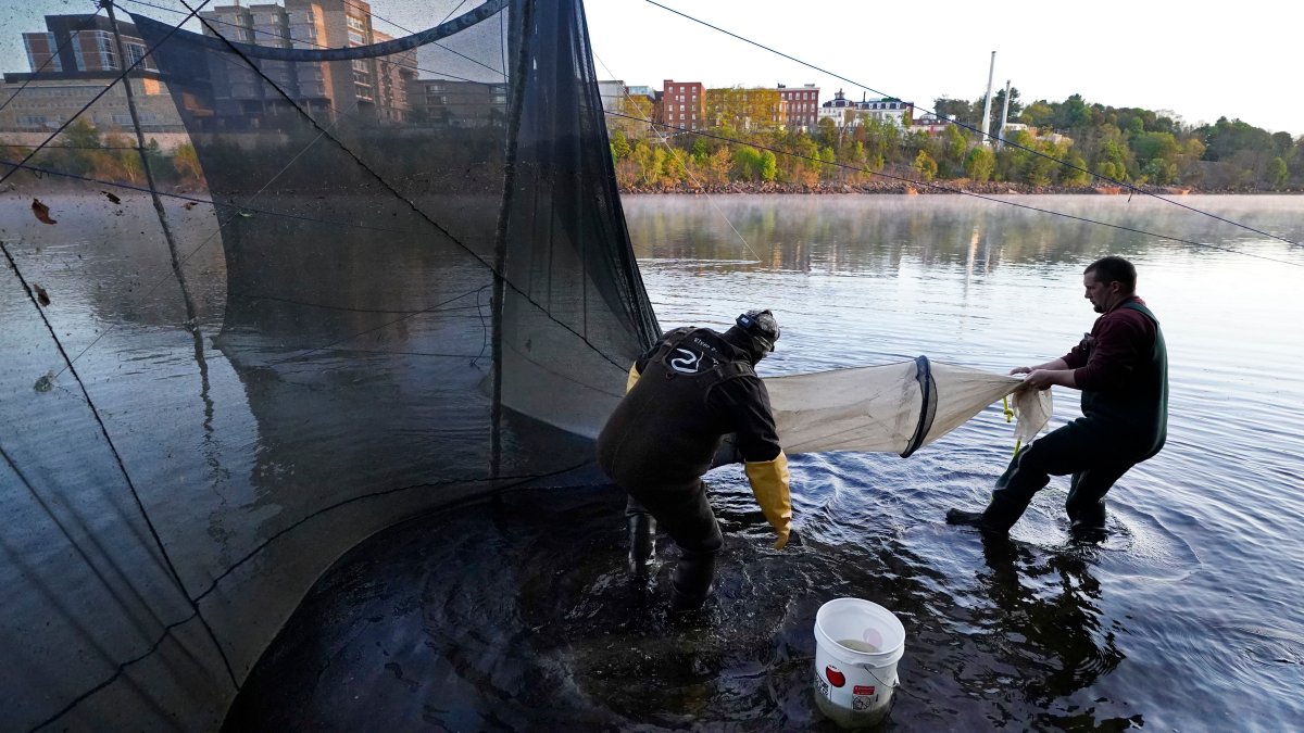 Fishing regulators say no to catching baby eels – NBC Chicago - Vimarsana News