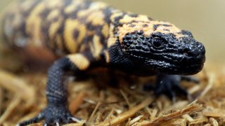 A Gila monster is displayed at the Woodland Park Zoo in Seattle.