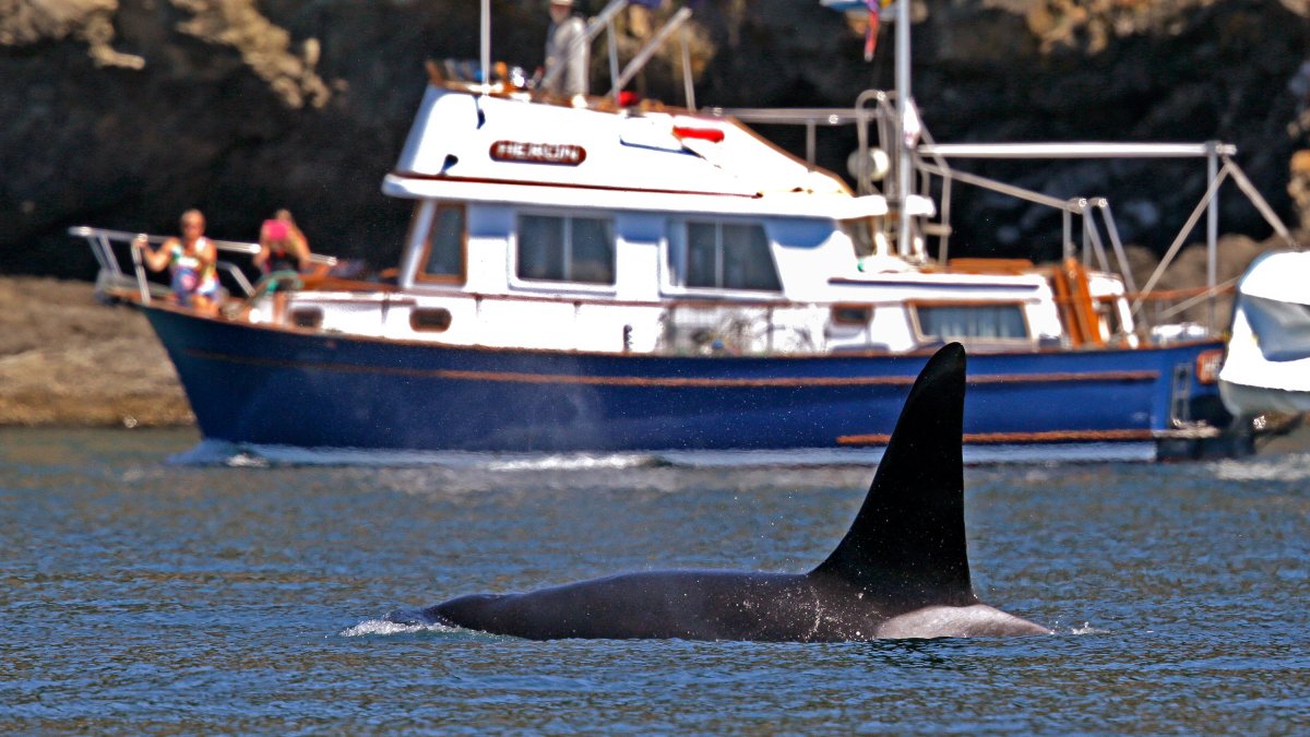 Coast Guard launch boat alert program to protect whales in Seattle – NBC Chicago - Vimarsana News