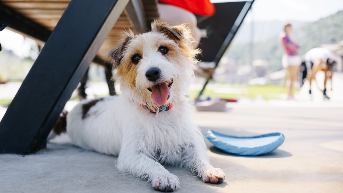 What's the latest with the mystery dog illness that starts with a cough? What to know - Vimarsana News