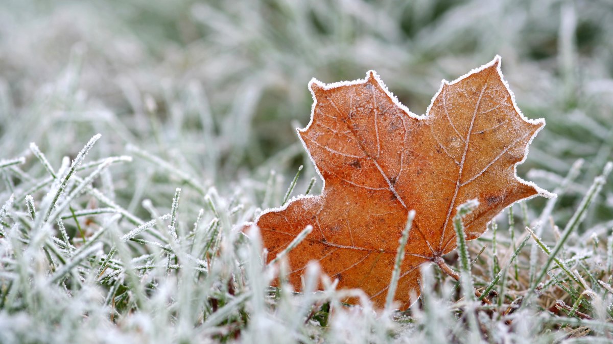 Freeze Watch for Parts of the Chicago Area – NBC Chicago