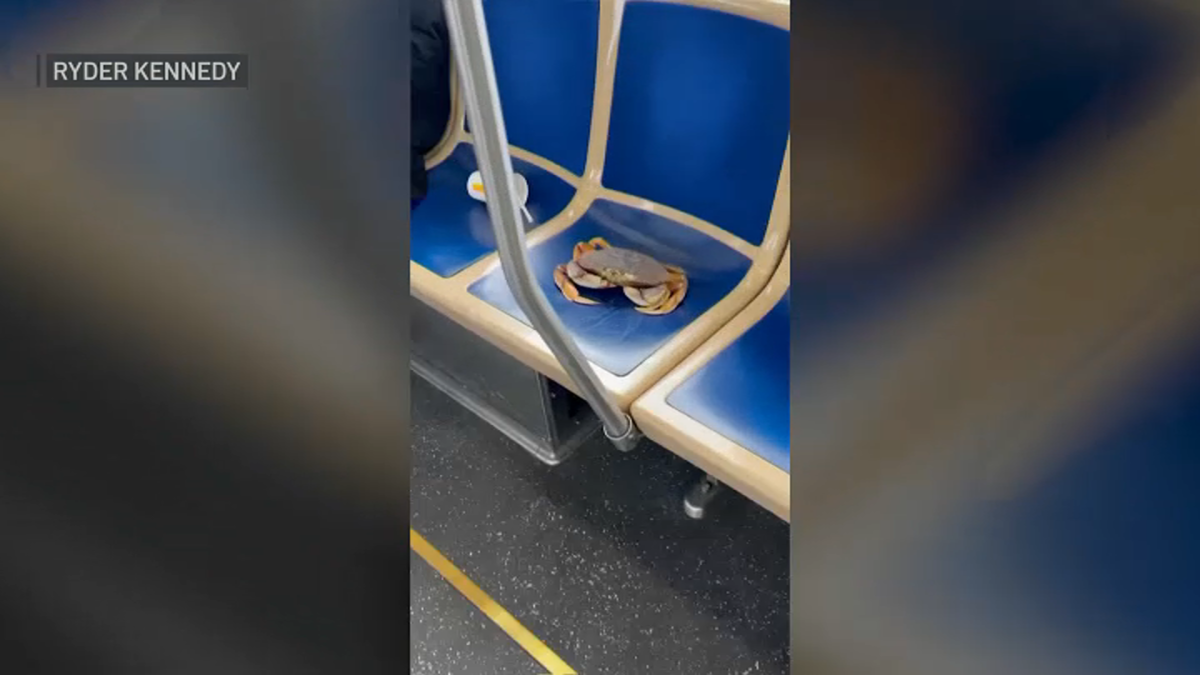 瞧！视频展示了一只螃蟹搭乘芝加哥交通局公交车，几天前虾视频疯传