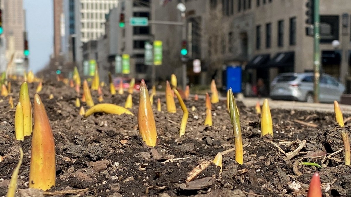 芝加哥温暖冬季里，郁金香早早在密歇根大道上生长