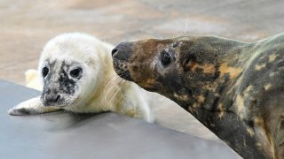 A week-old grey seal pup and his mother, Georgie, at Brookfield Zoo. They are currently behind the scenes bonding.