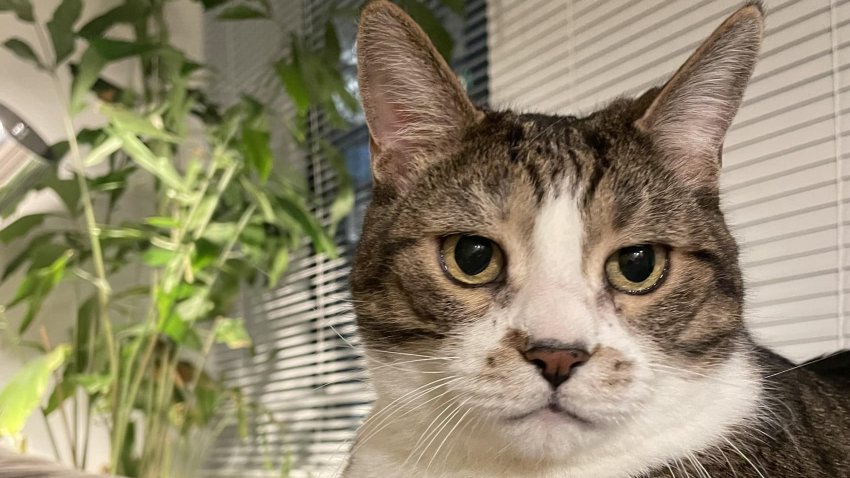 My wife and I never gave pet insurance much thought, until our cat Wally needed a $3,000 surgery.