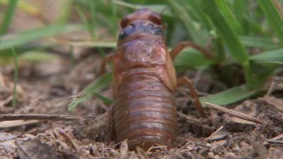 Are cicadas harmful at all?