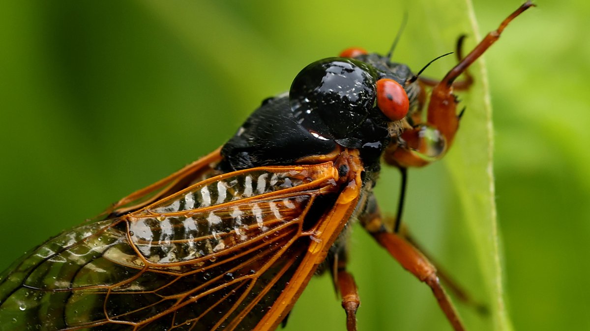Cicadas in Illinois 2024 A map of where they’re emerging NBC Chicago