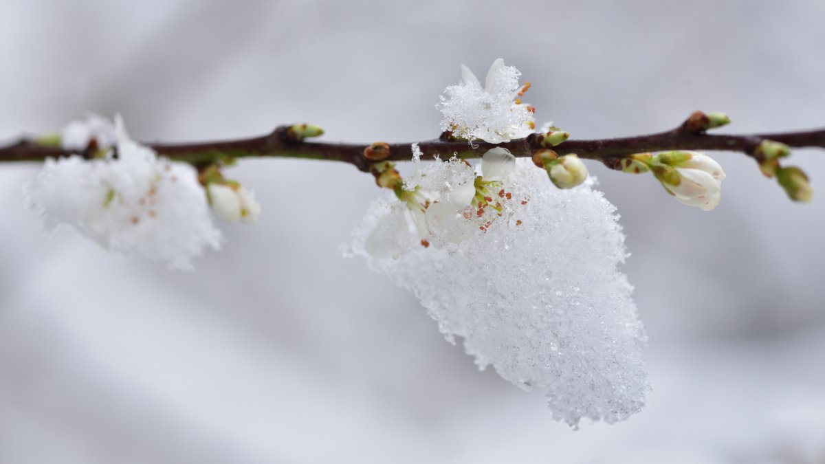 Chicago weather: Snow in the forecast for the first week of spring