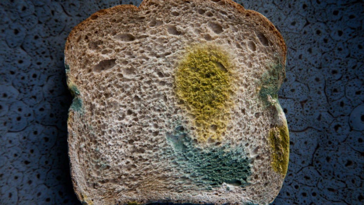 What happens if you eat mold? Food safety experts share which types to