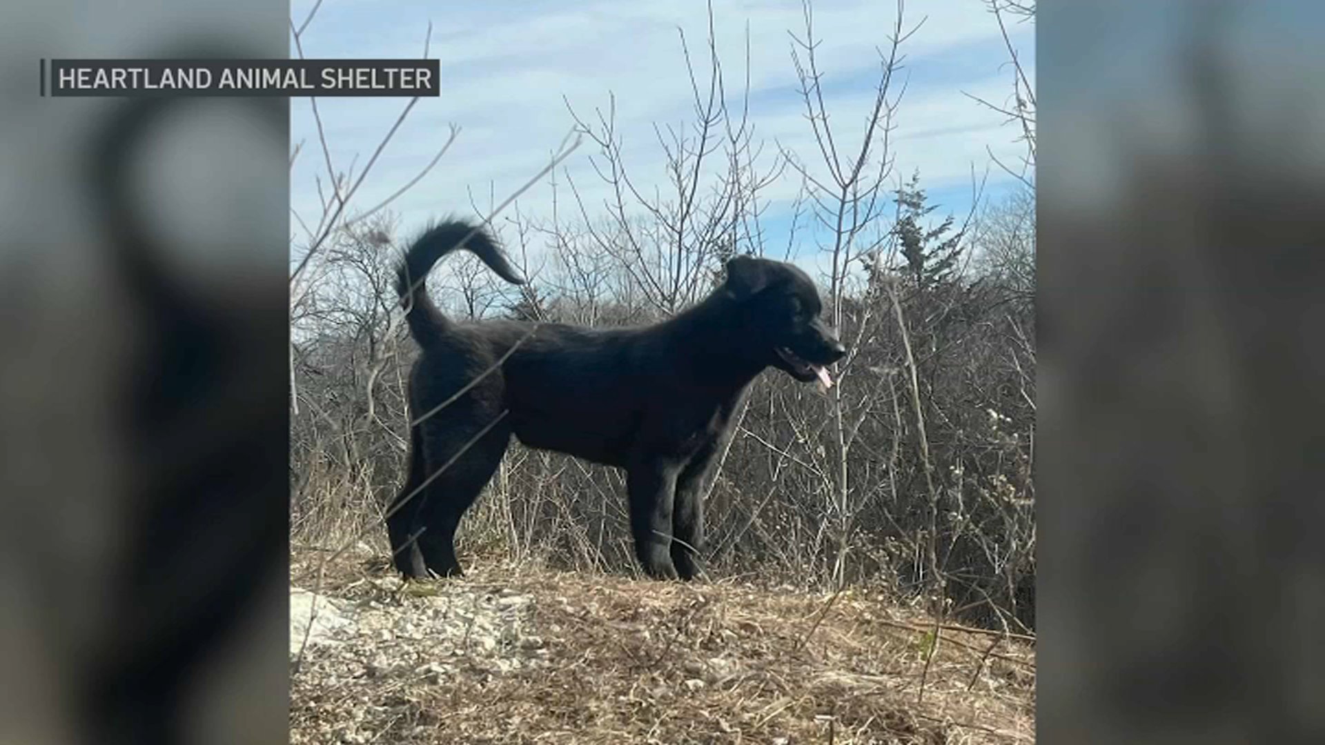 Antioch animal shelter lost online and found