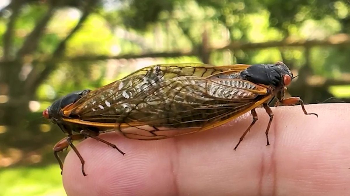 When will cicadas emerge in Illinois in 2024? Expected timing across