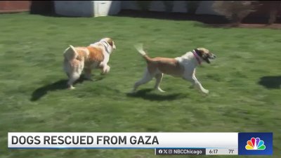 Rescued dogs from West Bank available for adoption in Cook County