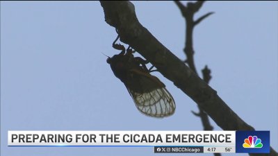 With historic cicada emergence approaching, here's what to know
