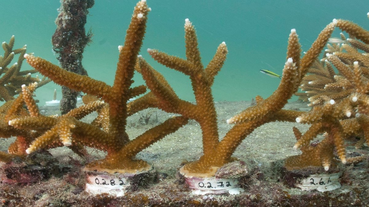 Florida researchers use boba straws to protect baby corals on ocean reefs – NBC Chicago - Vimarsana News