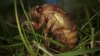 Fungus that turns cicadas into ‘zombies' detected in Midwest: Report