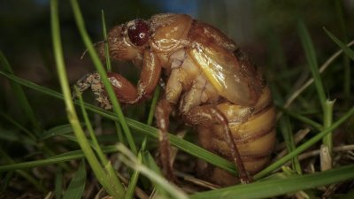 Cicadas begin emergence in droves, leaving some residents to celebrate