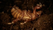 A periodical cicada nymph wiggles in the dirt in Macon, Ga., on Thursday, March 28, 2024, after being found while digging holes for rosebushes. Trillions of cicadas are about to emerge in numbers not seen in decades and possibly centuries. (AP Photo/Carolyn Kaster)