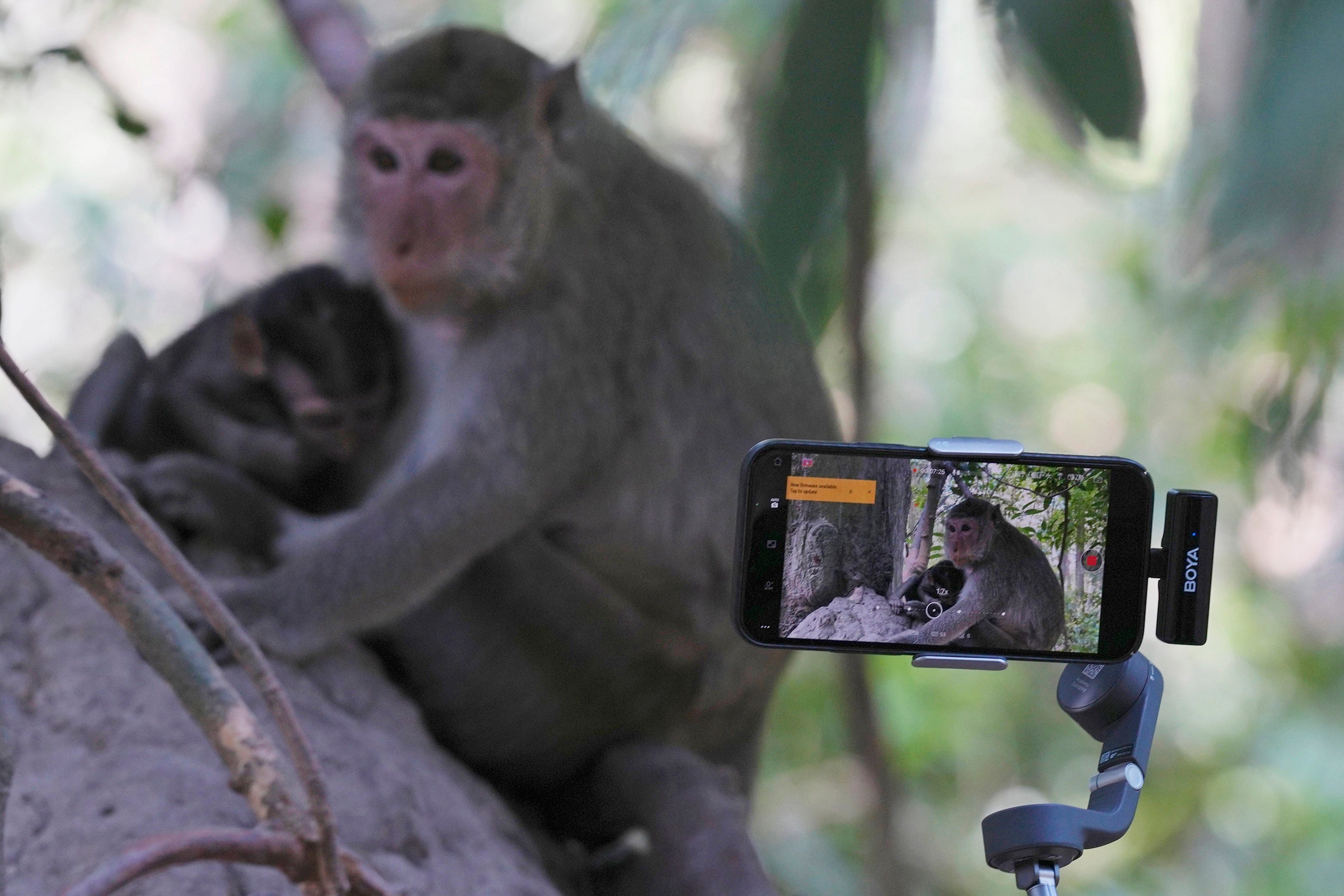 YouTubers increasingly abuse monkeys at the Angkor UNESCO site for clicks – NBC Chicago - Vimarsana News