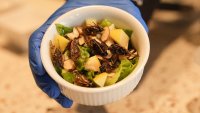 Would you eat a cicada salad? This New Orleans café has the insect-based dish on its menu