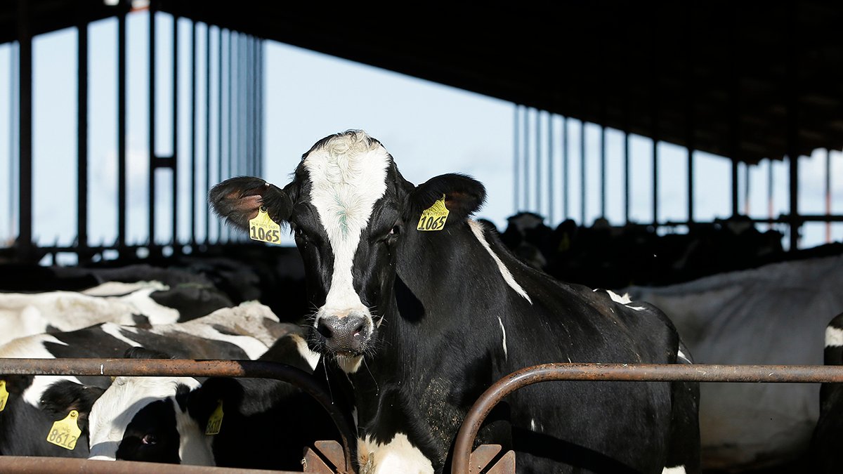 Dairy cattle must be tested for bird flu before moving between states, USDA says – NBC Chicago - Vimarsana News