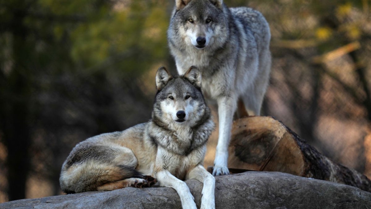 House votes to remove federal protections for gray wolves in 48 states - Vimarsana News