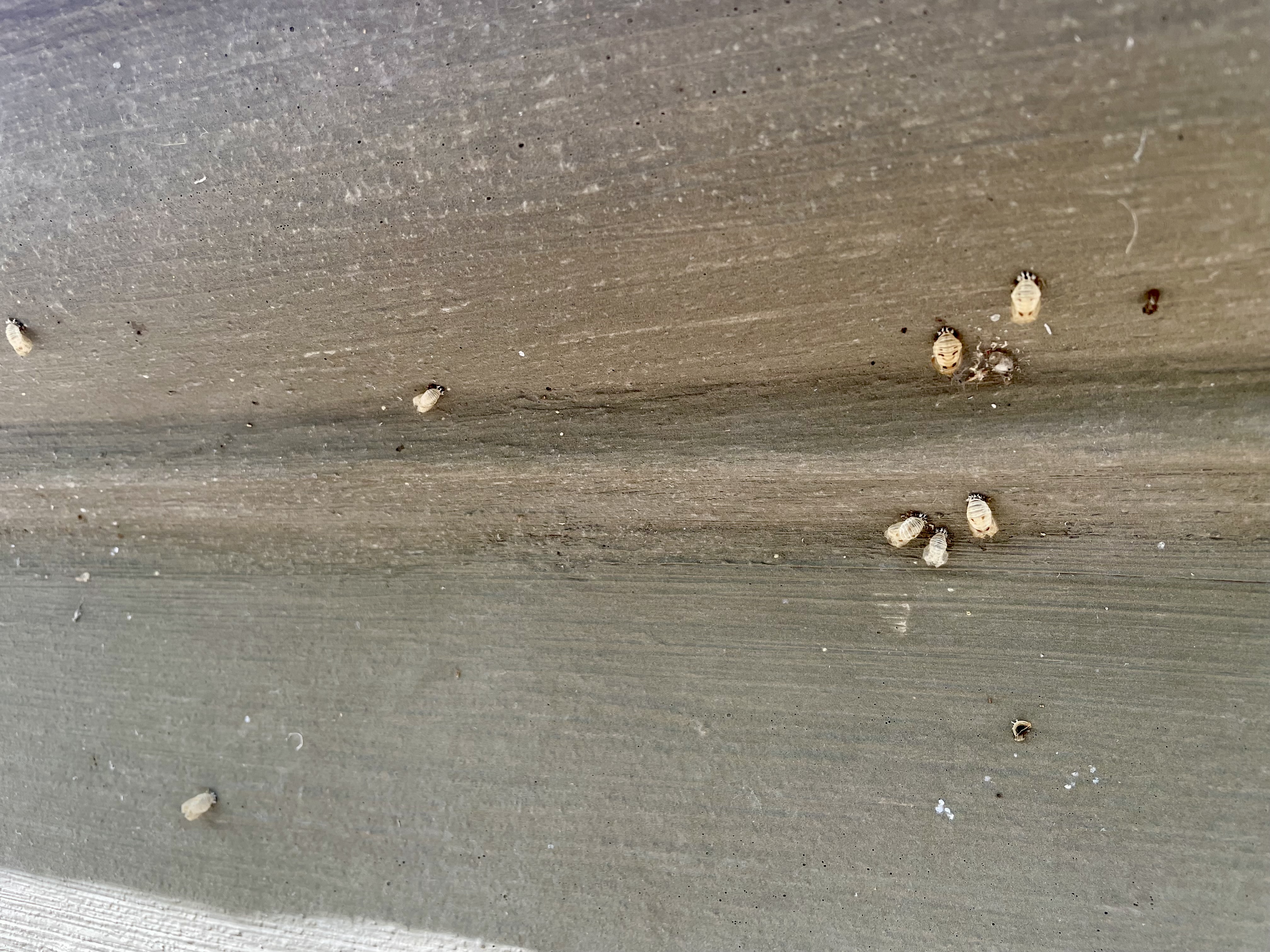 Are cicadas already emerging? Images, videos show large sightings in Chicago area Are cicadas already emerging? Images, videos show large sightings in Chicago area