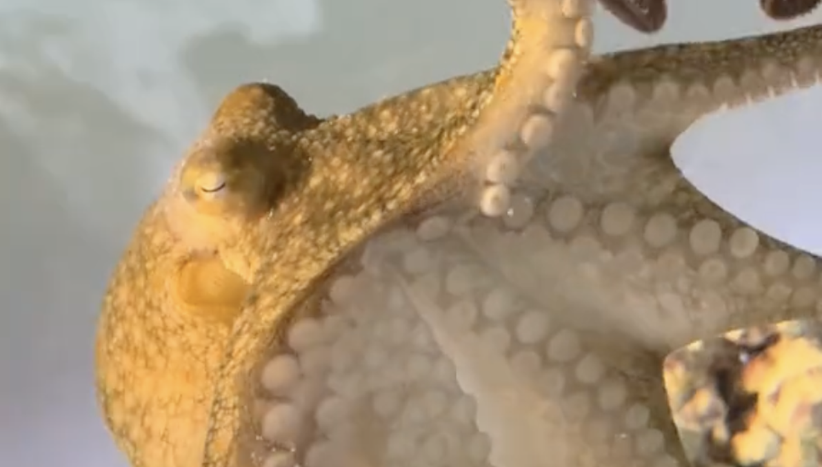 Oklahoma family's pet octopus births 50 babies - Vimarsana News