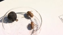 Some of the earliest cicadas emerging from Brood XII at the Morton Arboretum in  Lisle, Illinois. 