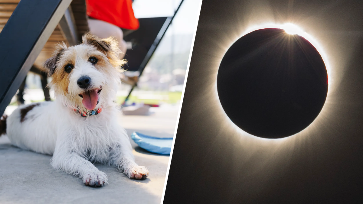 Solar eclipse pet safety: Will the eclipse damage my dog’s eyes? – NBC ...