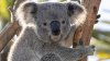 For the first time ever, koalas are coming to Brookfield Zoo