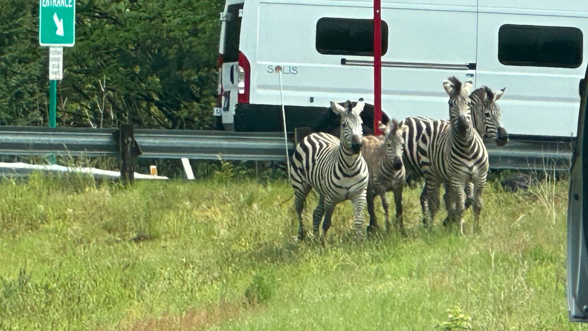 Runaway Zebras In Washington State Corralled; One Remains Missing – Nbc 