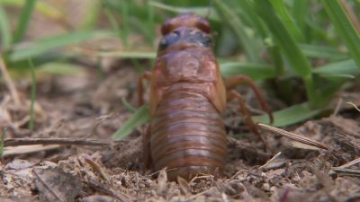 Will cicadas be harmful to my garden?