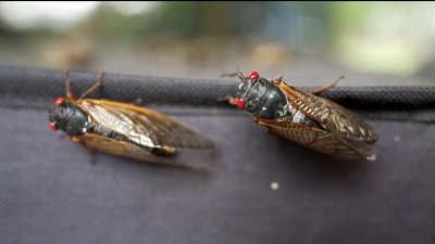 Cicada emergence prompts precautions as experts warn of potential startle reactions in pets