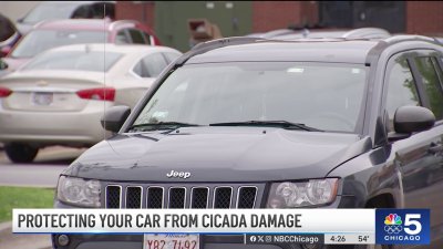 The cicada invasion could damage your car. Here's how and what drivers should know