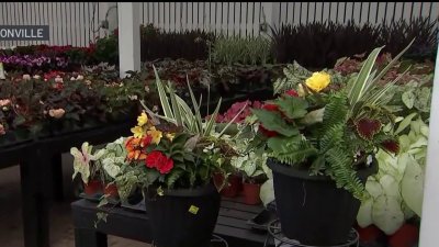 Spring gardening: Here are some expert gardening tips from Gethsemane Garden Center