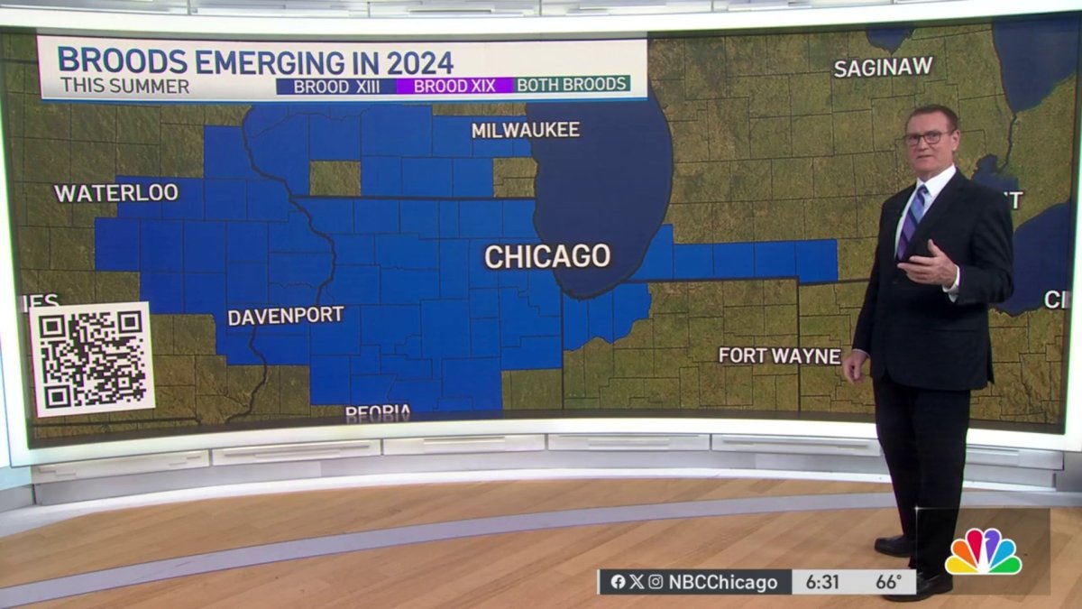 When will cicadas emerge from the ground? NBC Chicago