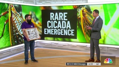 Cicadas expert explains everything you need to know about upcoming emergence in Illinois